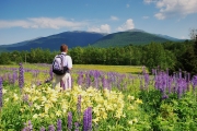 Lupines and lilies, Randolph, NH