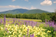 Lupines and lilies, Randolph, NH