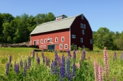 Lupines, Sugar Hill, NH