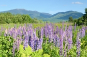 Lupines, Franconia Notch