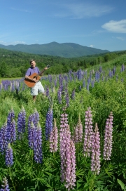 Lupines, Sugar Hill, NH