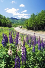 Lupines on I-93, Franconia Notch, NH