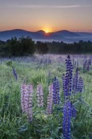 Lupine sunrise,  Sugar Hill, NH