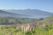 Lupines, Sugar Hill, NH