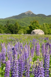 Lupines, Mount Chocorua