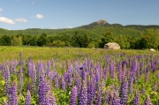 Lupines, Mount Chocorua