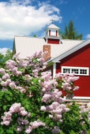 Lilacs, Sugar Hill, NH