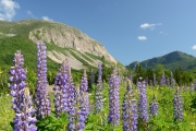 Lupine, Franconia Notch, NH