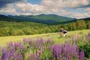 Lupines with bicyclist, Sugar Hill, NH
