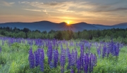 Lupine at sunrise, Sugar Hill, NH