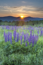 Lupine at sunrise, Sugar Hill, NH