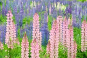 Lupines