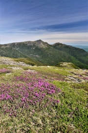 Lapland Rosebay, Mount Washington Auto Road