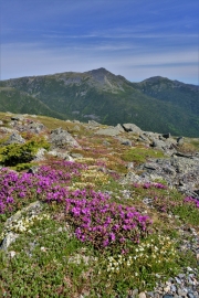 Alpine flowers, Mount Washington