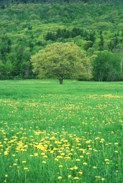 Oak tree with dandilions, Sandwich Notch