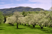 Apple blossoms, Sandwich, NH