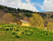 Daffodils, Moultonborough, NH