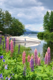 Lupines in Grapevine Cove, Squam Lake