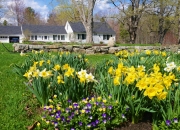 Spring blossoms, Sandwich, NH