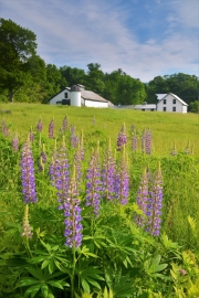 True Farm, Sandwich, NH