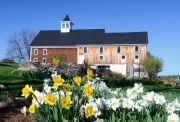 Daffodils, Prescott Farm, Laconia, NH