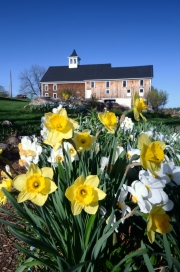 Daffodils, Prescott Farm, Laconia, NH