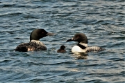 Loon family