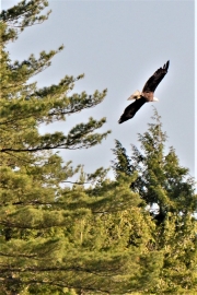 Bald Eagle over Long Island