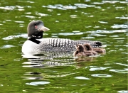 Loon family