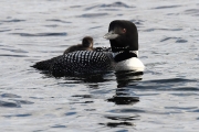 Mother and baby loon