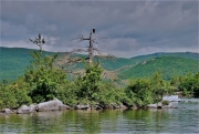 Bald eagle on Long Island