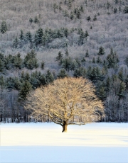 Winter light