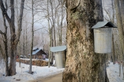 Maple sugaring at Booty’s Farm in Sandwich
