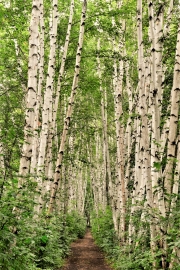 Birches