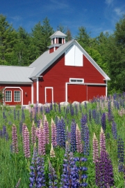 Lupine, Sugar Hill, NH