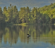 Loon on Perch Pond