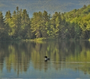 Loon on Perch Pond