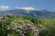 Lilacs in Sugar Hill