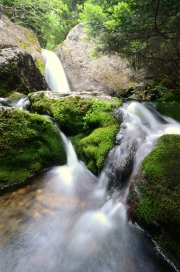 Mossy Fall