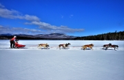 Sled Dog Races, Chocorua Lake