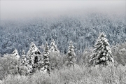 Frosty trees on the Kancamagus