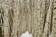 Birch Grove