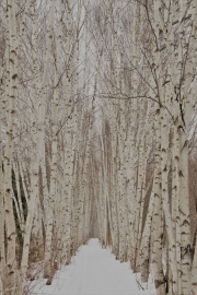 Birch Grove